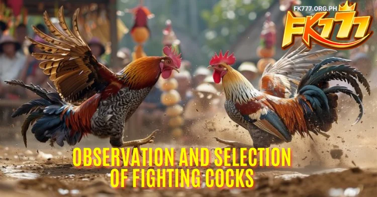 Observation and Selection of Fighting Cocks