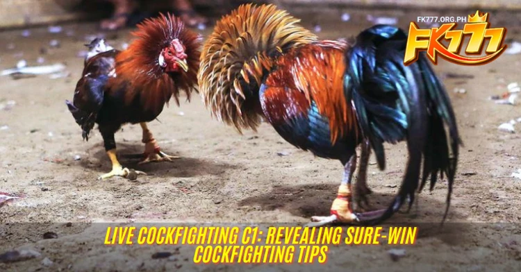 Live Cockfighting C1: Revealing Sure-Win Cockfighting Tips